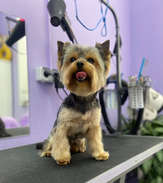 gruming-lyubimcik-vet-kaluga-351