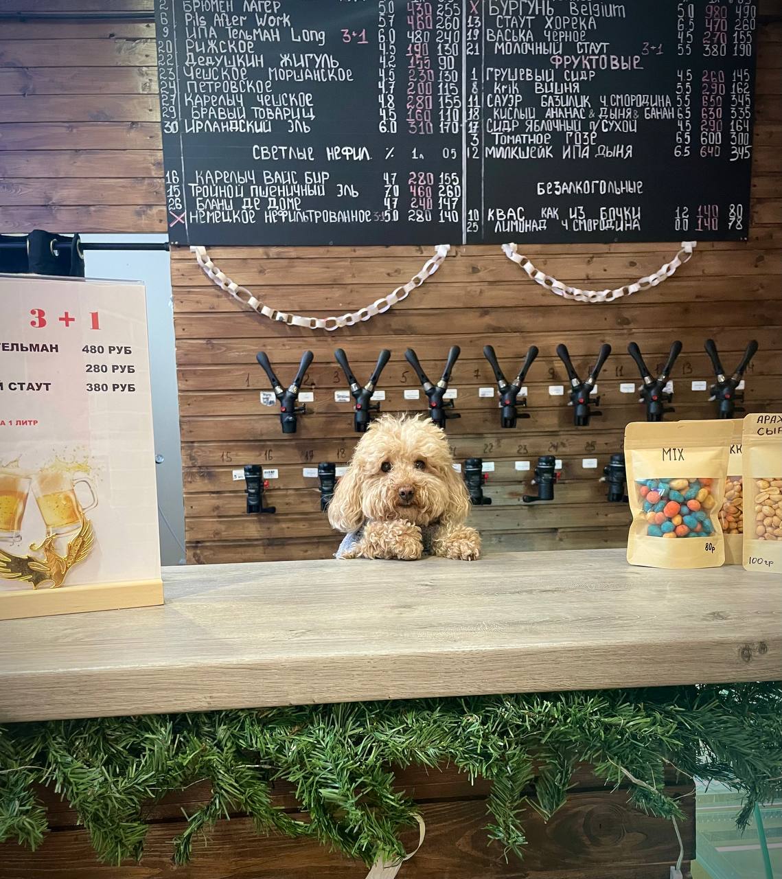 5201983261737946767-4